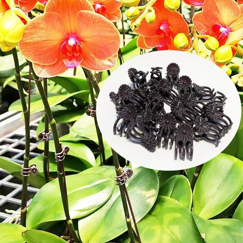 Wholesale Mini Plant Support C - огляд і ціна Vine Climbing Plastic