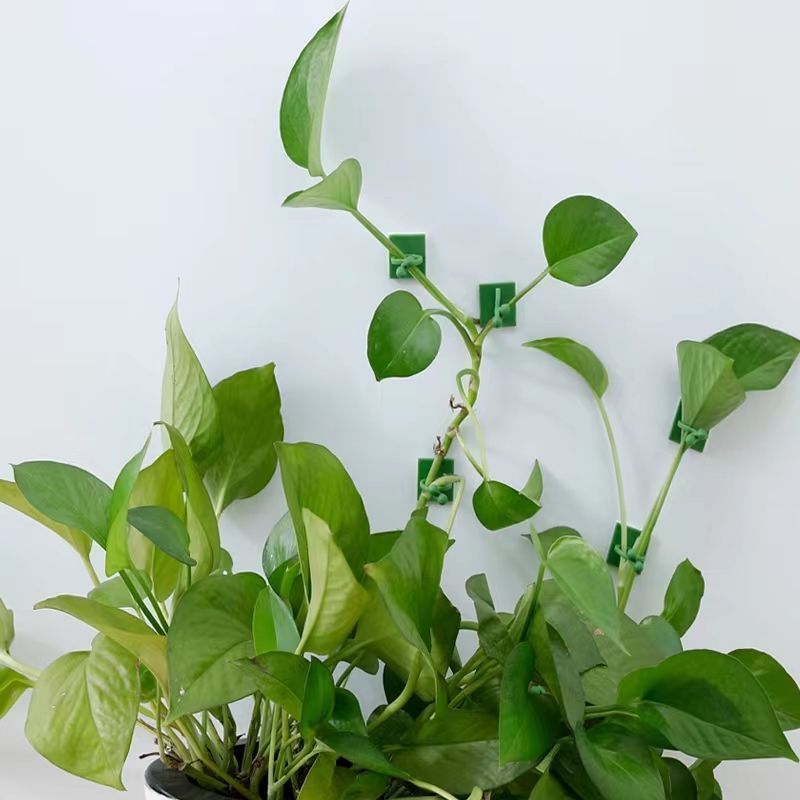 Self‑Adhesive Plant Climbing W - огляд і ціна Vine Climbing Plastic