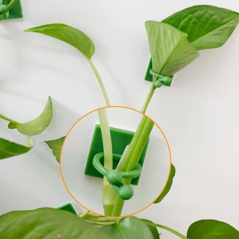 Self‑Adhesive Plant Climbing W - огляд і ціна Vine Climbing Plastic