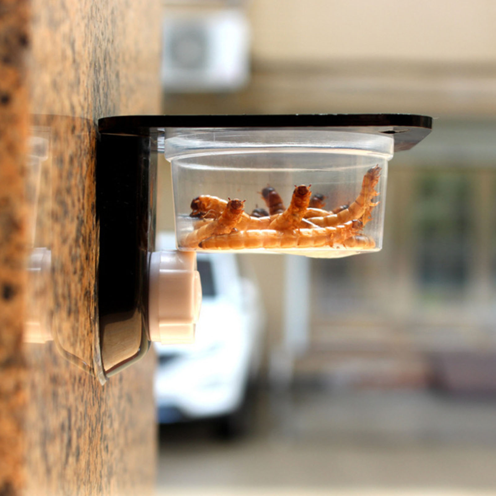Crested Gecko Feeding Ledge Re - огляд і ціна Water Dish Reptile